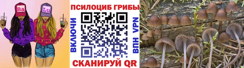 что такое   Рыльск  Псилоцибиновые грибы Cubensis 